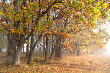 Fall landscape. Misty morning. Yellow foliage in trees. Oaks. Forest road. Dry grass around.