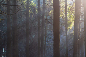 Autumn landscape. Dark woods. Mist. Pines. Sunbeams make way through dark trunks. 