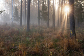 Fall scenery. Misty morning. Pine forest. Sunbeams. Dew on dry grass. 