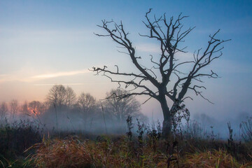 Fototapeta na wymiar Scenery autumn of meadow and lonely tree in misty morning.