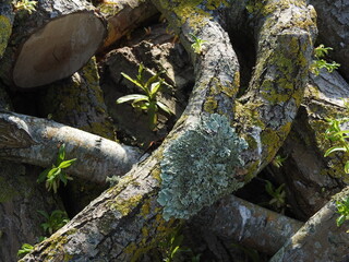 Thick tree branches cut into smaller pieces
