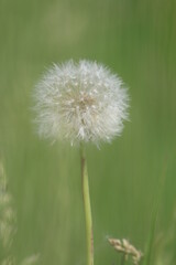 Obraz na płótnie Canvas dandelion in the grass