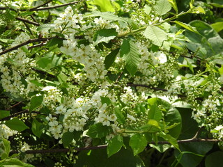 Shrub with white tiny flowers