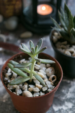 Little succulent Francesco baldi in a pot on a dark table 