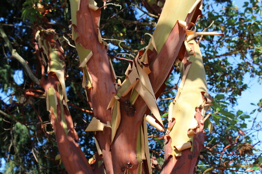 Pacific Madrone Tree Sheds It's Bark