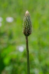 The English Plantain or Lamb's Tongue which is common throughout Europe in Springtime
