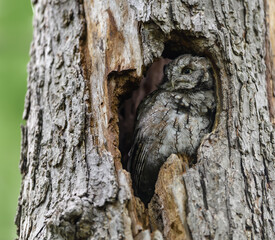 Eastern Screech Owl  Sitting in a Tree Hole 