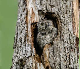 Obraz premium Eastern Screech Owl Sitting in a Tree Hole 