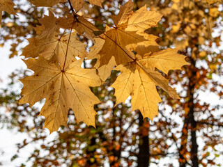 Fototapeta na wymiar Yellow maple leaves.