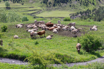 Obraz premium Vacas pastando por praderas del pirineo de España
