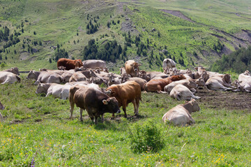 Vacas pastando por praderas del pirineo de España