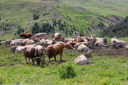 Vacas pastando por praderas del pirineo de Espa&ntilde;a