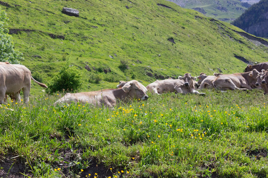 Vacas pastando por praderas del pirineo de Espa&ntilde;a