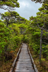 Fototapeta na wymiar Bog Trail in Pacific Rim National Park, Consisting entirely of boardwalks, Bog Trail is a hiking loop The bog, itself, is a unique ecosystem in Pacific Rim National Park 