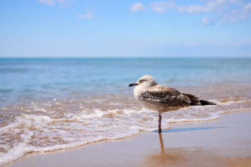 The seagull stands by the sea and sleeps. The wave wet the seagull's paws.