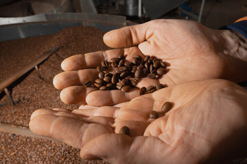 primer plano de manos curtidas de trabajador con café en grano tostado de fondo maquina tostadora