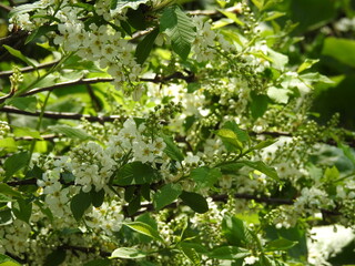 Buds and white flowers on tree branches