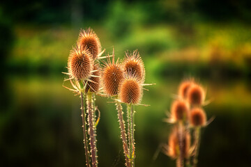 thistles grow along pond in September in Upstate NY