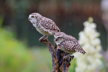 Burrowing Owl (Athene cunicularia) sitting on a branch in the Netherlands