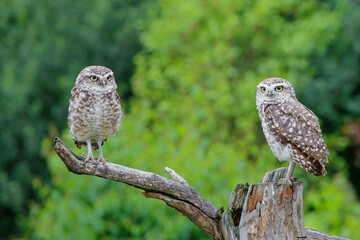 Burrowing Owl (Athene cunicularia) sitting on a branch in the Netherlands