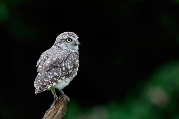 Burrowing Owl (Athene cunicularia) sitting on a branch in the Netherlands