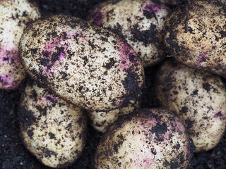 Close up view of kestrel potatoes freshly harvested