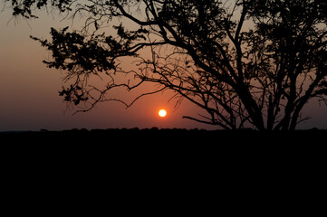 silhouette of a tree in the sunset