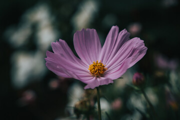 Obraz premium pink flower