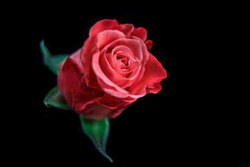 Fototapeta premium Rosy