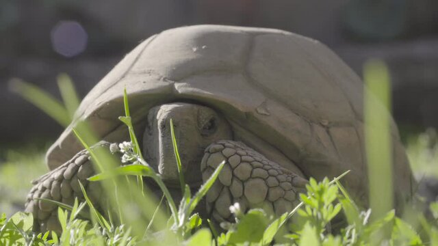 Close up to tortoise sunbathing, Geochelone chilensis