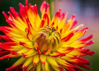 Closeup of spiky red and yellow Dahlia Kenora Sunset flower in garden.