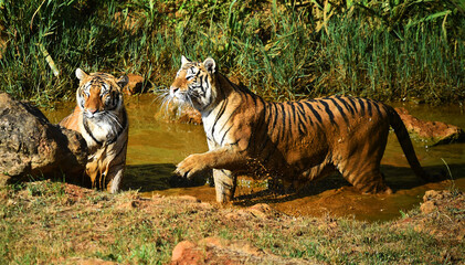 tigre de bengala