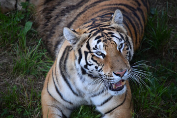 Fototapeta na wymiar tigre de bengala