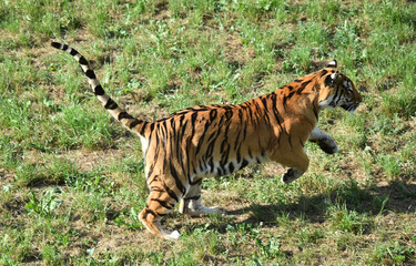 tigre de bengala
