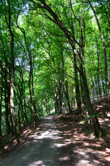 Obraz premium Rückersbacher Schlucht in Johannesberg/Aschaffenburg 