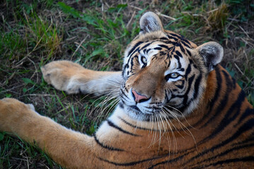 tigre de bengala