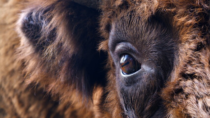 A European bison's eye as a close up. © Volha