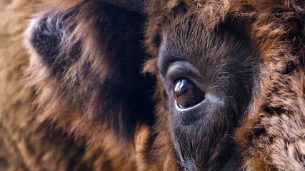 Fototapeten Das Auge eines europäischen Bisons als Nahaufnahme. © Volha