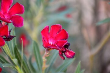 Red flowers of Oleander (Nerium oleander).