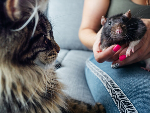 Maine coon cat and rat close to each other