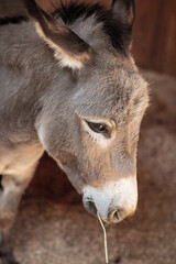 Donkey close Up