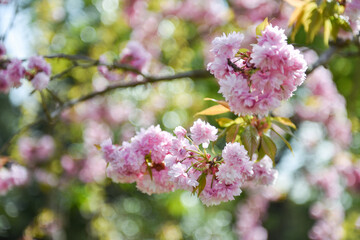 Fototapeta premium Abstract soft sweet pink flower background from flowers