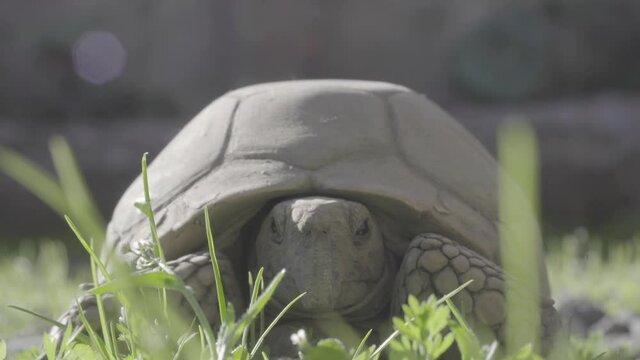 hand leaves turtle on the ground with grass