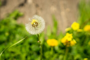 photographs of flowers of different colors and textures