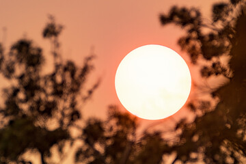 Close up of the sun framed by tree branches, shinning through a smoke cloud and casting an orange light; Smoke plume covering the sky as result of the wildfires burning all over California