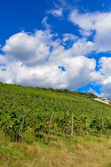 Fototapeta na wymiar Weinbau am Schloßberg in Wasserlos-Alzenau
