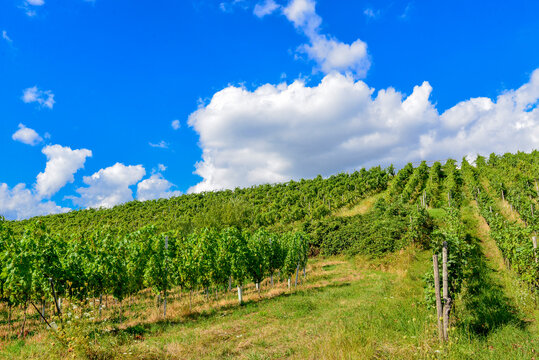 Weinbau am Schlo&szlig;berg in Wasserlos-Alzenau