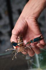 Australian red claw crayfish.  Сherax quadricarinatus, a delicious seafood