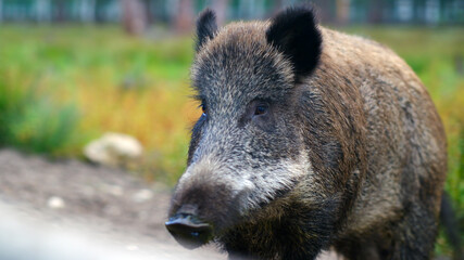 Wild boar on the edge of a pine forest. Close-up.