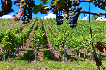 Weinbau am Schloßberg in Wasserlos-Alzenau